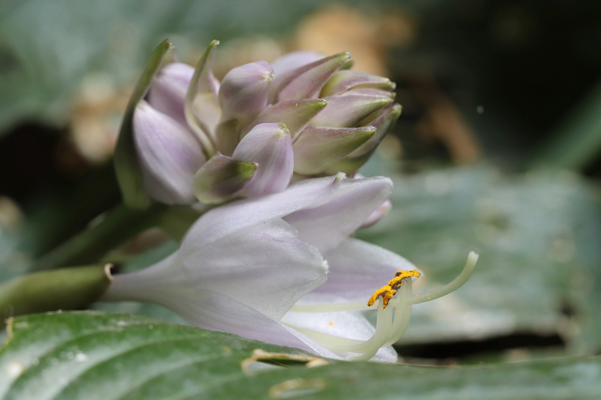玉簪的花语和寓意是什么