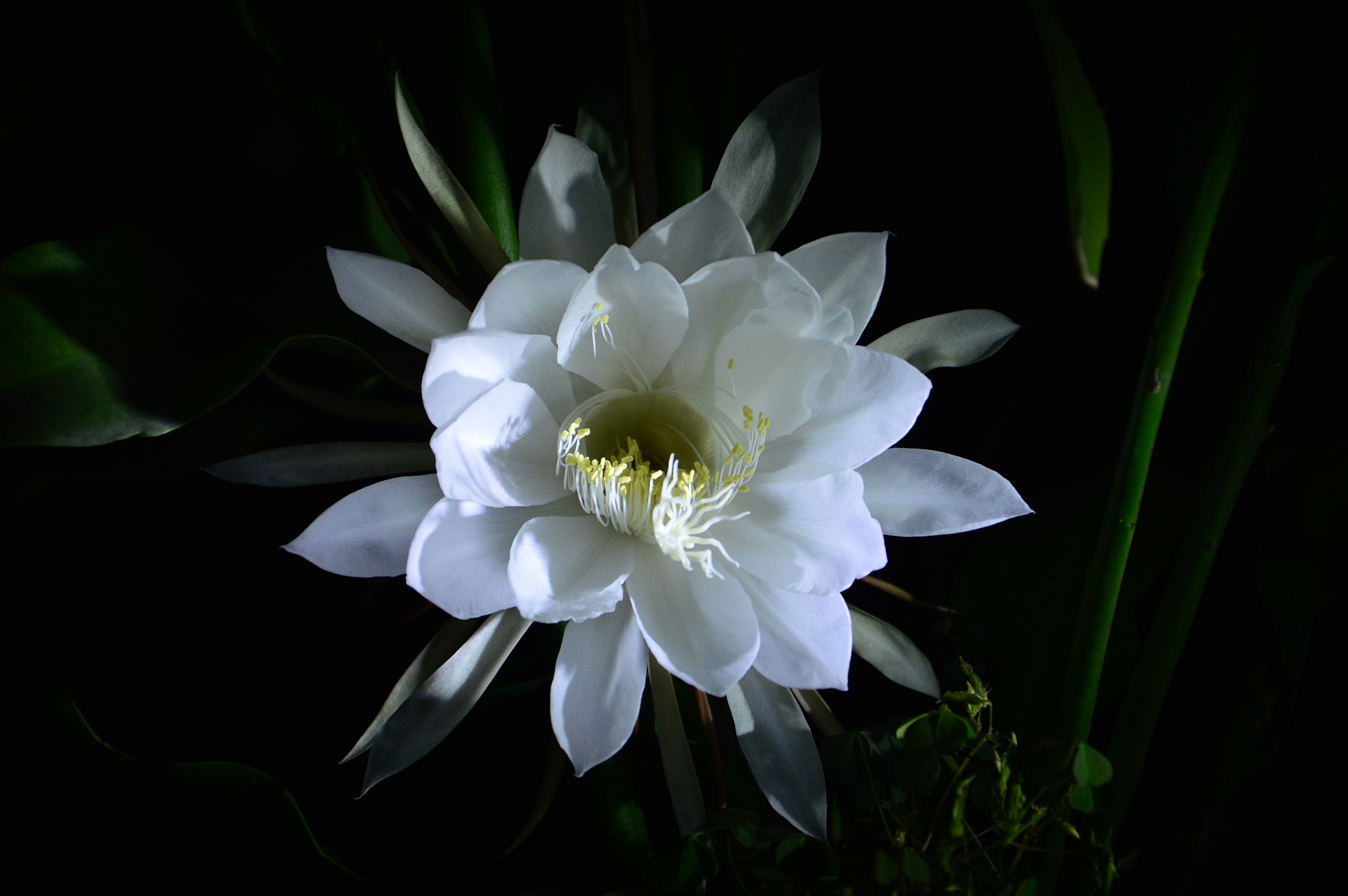 昙花的花语